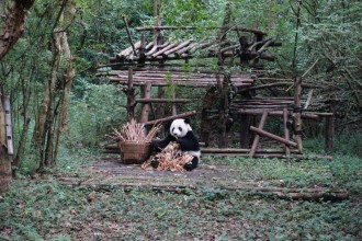 Chengdu and the Giant Pandas